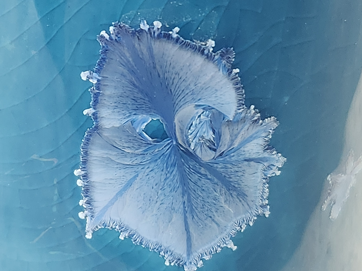 Macro shot of pale crystal bloom pattern on handmade blue bud vase glaze