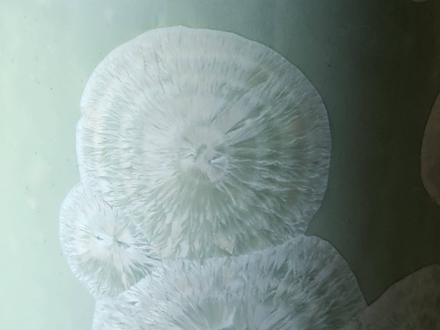 Close up of feathery flower like crystals on a one-of-a-kind green crystalline pottery tumbler – handmade in Australia